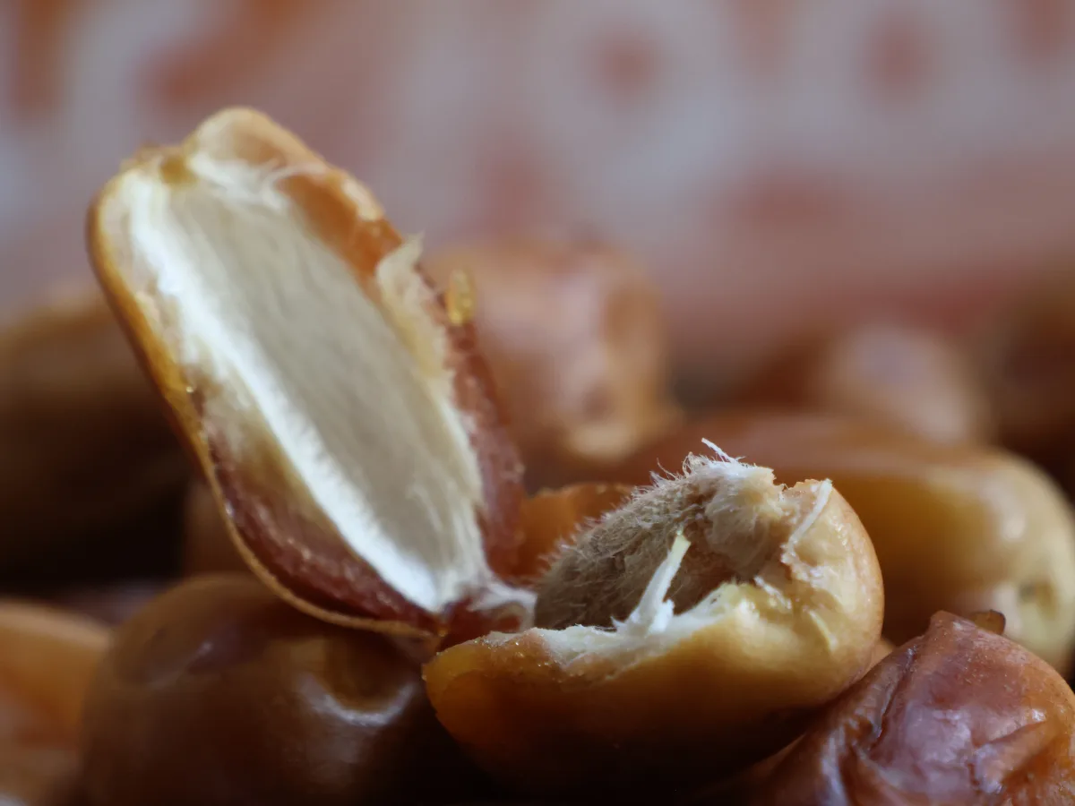 A Zahdi date split open, showing pale firm flesh and the pit