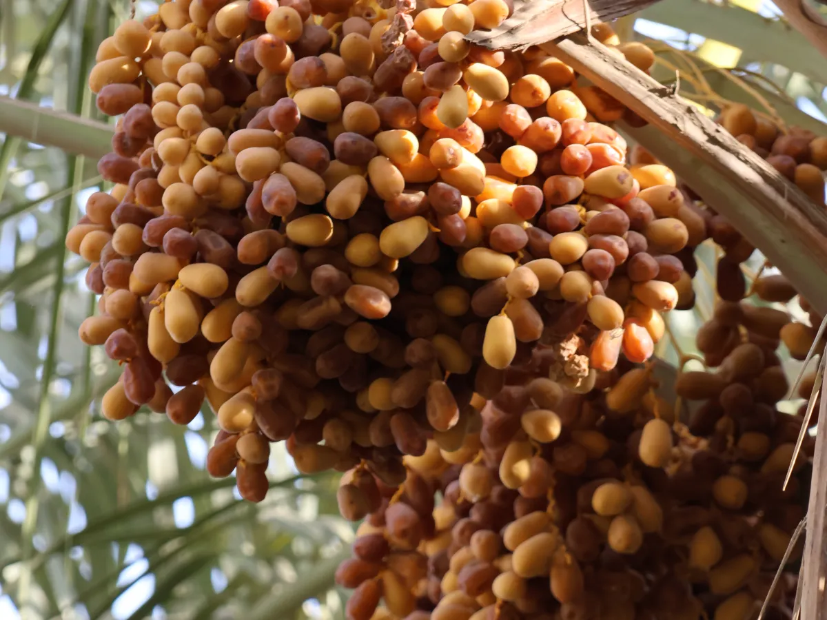 Bunches of Zahdi dates ripening on the palm